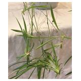 LR - Live Plant  - Trailing Strap-Leaf Houseplant