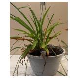 LR - Live Plant  - Trailing Strap-Leaf Houseplant