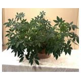 K - Umbrella Plant (Schefflera)