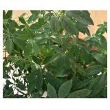 K - Umbrella Plant (Schefflera)