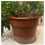 K - Umbrella Plant (Schefflera)