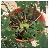 K - Umbrella Plant (Schefflera)