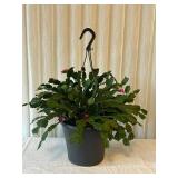 DR - Hanging Plant with Pink Blooms - 17 in Tall (Includes Planter)