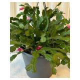 DR - Hanging Plant with Pink Blooms - 17 in Tall (Includes Planter)