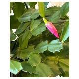 DR - Hanging Plant with Pink Blooms - 17 in Tall (Includes Planter)