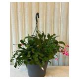DR - Hanging Plant with Pink Blooms - 17 in Tall (Includes Planter)