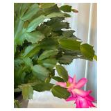 DR - Hanging Plant with Pink Blooms - 17 in Tall (Includes Planter)