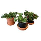 LR - Kalanchoe Blossfeldiana Trio - 6 in Pots