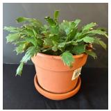 LR - Kalanchoe Blossfeldiana Trio - 6 in Pots