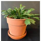 LR - Kalanchoe Blossfeldiana Trio - 6 in Pots