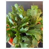 LR - Kalanchoe Blossfeldiana Trio - 6 in Pots