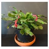 LR - Kalanchoe Blossfeldiana Trio - 6 in Pots