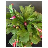 LR - Kalanchoe Blossfeldiana Trio - 6 in Pots