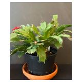 LR - Kalanchoe Blossfeldiana Trio - 6 in Pots