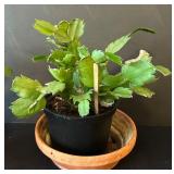 LR - Kalanchoe Blossfeldiana Trio - 6 in Pots