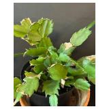 LR - Kalanchoe Blossfeldiana Trio - 6 in Pots