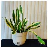 LR - Live Snake Plant Variegated in Pot