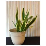 LR - Live Snake Plant Variegated in Pot