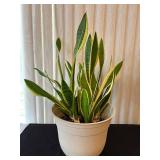 LR - Live Snake Plant Variegated in Pot