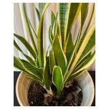 LR - Live Snake Plant Variegated in Pot