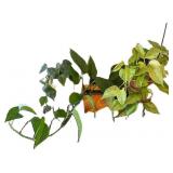 LR - Variegated Pothos Plants (Lot of 2)