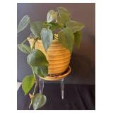 LR - Variegated Pothos Plants (Lot of 2)