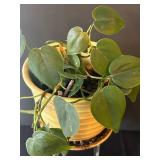 LR - Variegated Pothos Plants (Lot of 2)