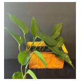 LR - Variegated Pothos Plants (Lot of 2)