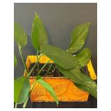 LR - Variegated Pothos Plants (Lot of 2)