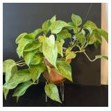 LR - Variegated Pothos Plants (Lot of 2)