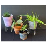LR - Assorted Small Live Plants (Lot of 4) - 6 in Tall