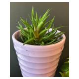 LR - Assorted Small Live Plants (Lot of 4) - 6 in Tall