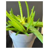 LR - Assorted Small Live Plants (Lot of 4) - 6 in Tall