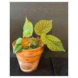 LR - Assorted Small Live Plants (Lot of 4) - 6 in Tall