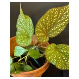 LR - Assorted Small Live Plants (Lot of 4) - 6 in Tall