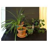 LR - Houseplants Collection - Assorted Live Plants (Lot of 4)