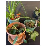 LR - Houseplants Collection - Assorted Live Plants (Lot of 4)