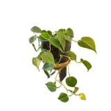 LR - Houseplants Collection - Assorted Live Plants (Lot of 4)