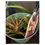 LR - Houseplants Collection - Assorted Live Plants (Lot of 4)