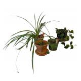 LR - Houseplants Collection - Assorted Live Plants (Lot of 4)