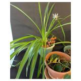 LR - Houseplants Collection - Assorted Live Plants (Lot of 4)