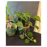LR - Houseplants Collection - Assorted Live Plants (Lot of 4)