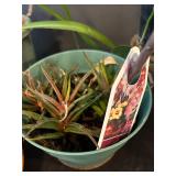 LR - Houseplants Collection - Assorted Live Plants (Lot of 4)