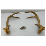 Six Point Buck Deer Antlers And Small Rodent Skull