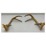 Six Point Buck Deer Antlers And Small Rodent Skull