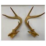 Six Point Buck Deer Antlers And Small Rodent Skull