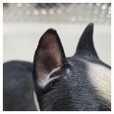 3 Dog Figurines Sandicast Boston Terrier Living Stone Great Dane Pup Collie Sheltie