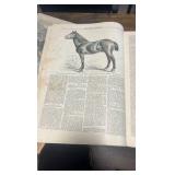 1890 the horse breeder magazine