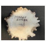 Sunburst Fossil Fragments in Beige Sandstone Inc Moose Picture Buckle, Unknown Tooth & Moose Antler