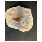 Sunburst Fossil Fragments in Beige Sandstone Inc Moose Picture Buckle, Unknown Tooth & Moose Antler